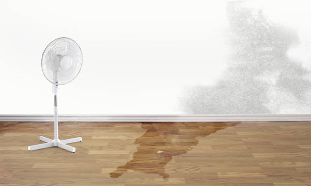 Best Mold removal after water damage  in Houston, MS