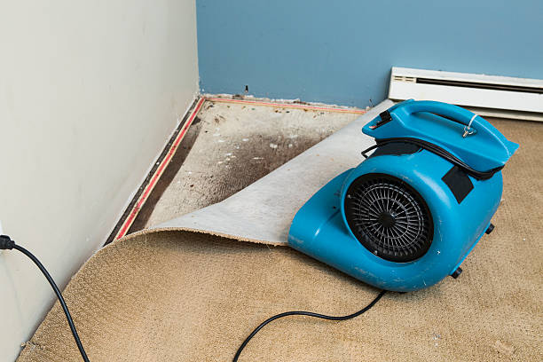 Best Professional water damage repair  in Houston, MS